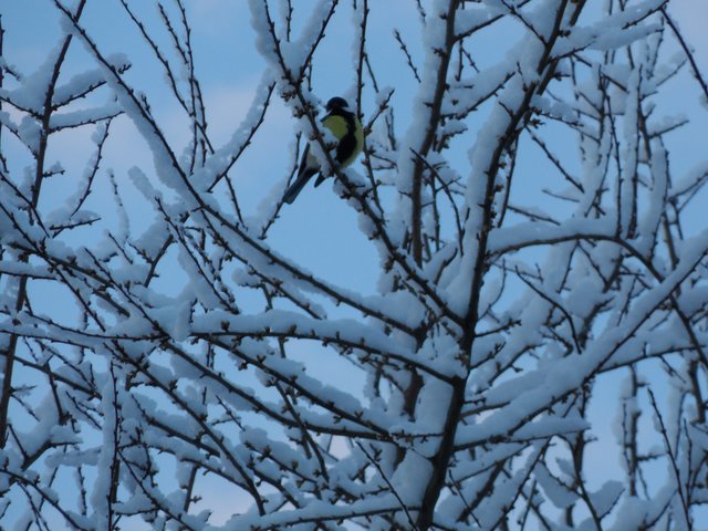 Die kleine Meise sang mir eine kleine Weise an einem Wintertag in Mörsfeld | Foto: Sabine Müller