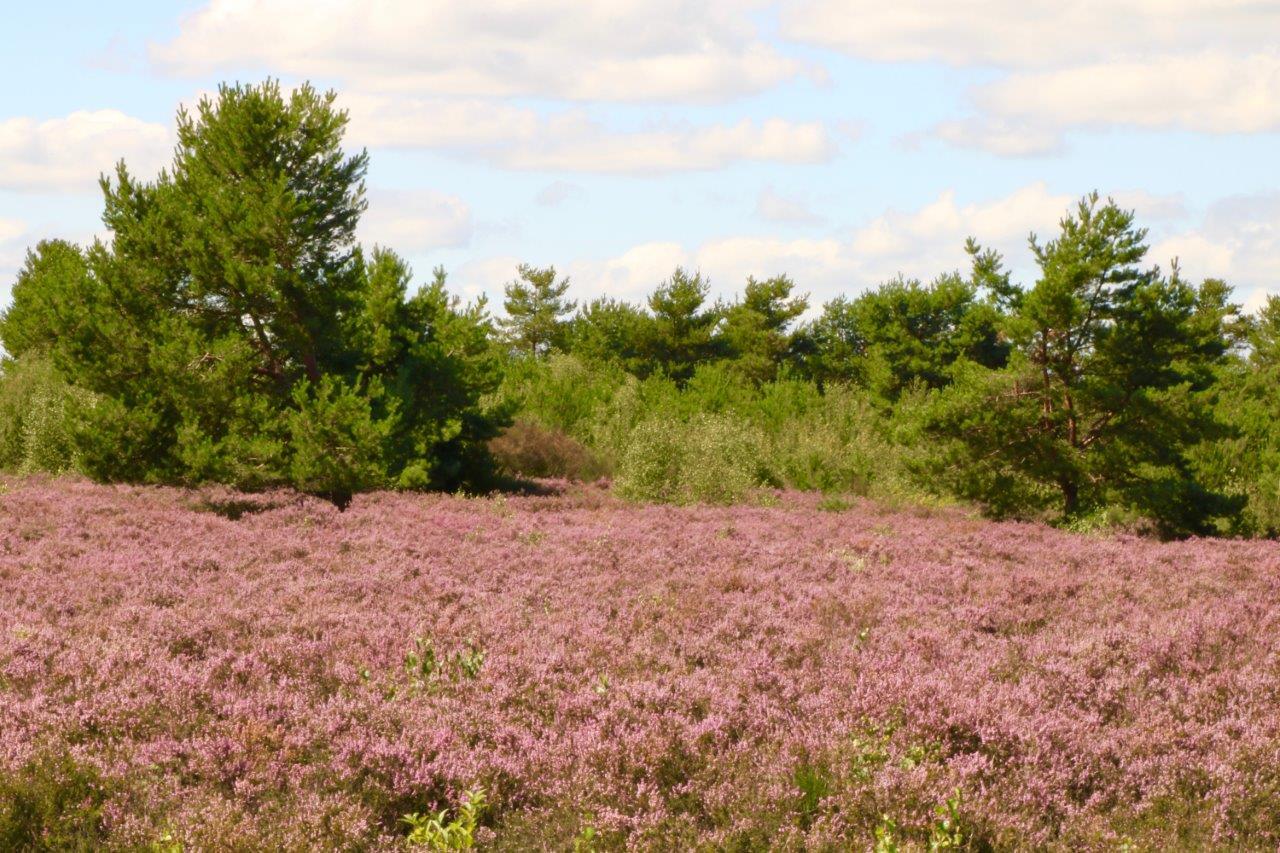 Bei den Kutschfahrten können die Teilnehmer die Heide in ihrer vollen Blüte erleben Foto: PS
