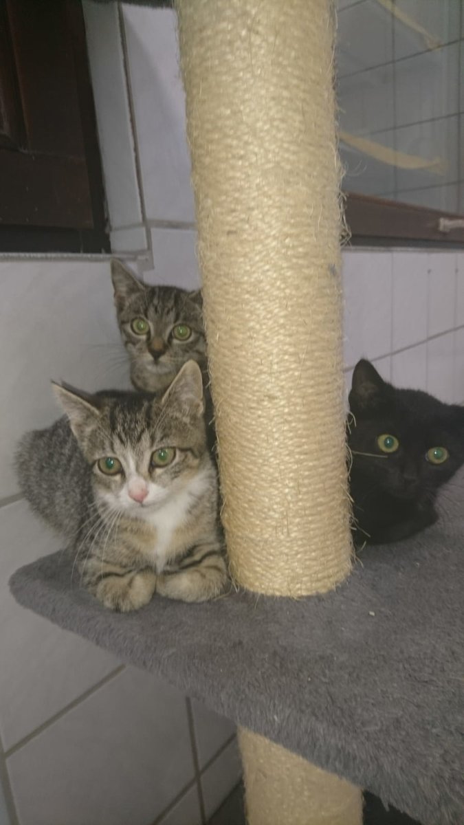 Tierheim Kirchheimbolanden Viele Katzenbabys Im Tierheim