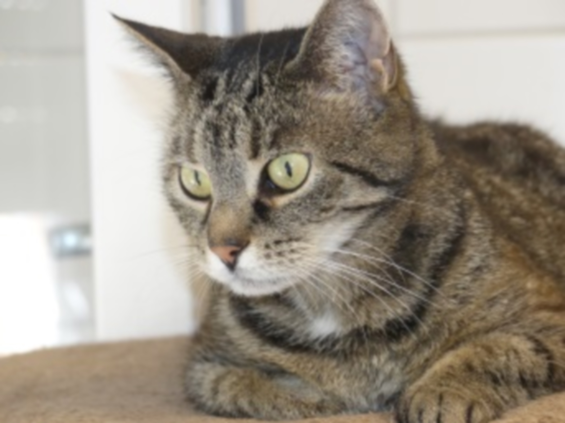 Die Frankenthaler Tierschützer fragen: Wer kennt diese Katze?