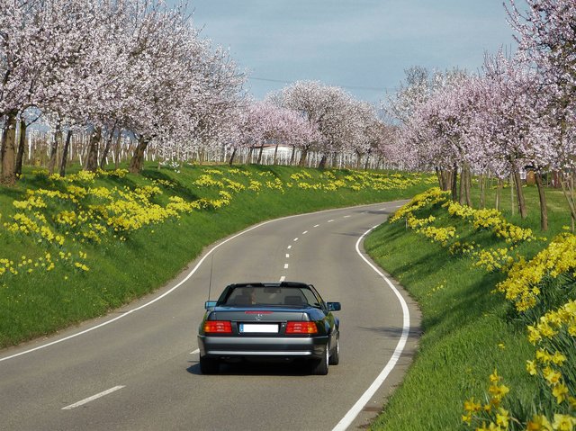 Frühling in der Nähe von Landau  | Foto: Maike Müller  
