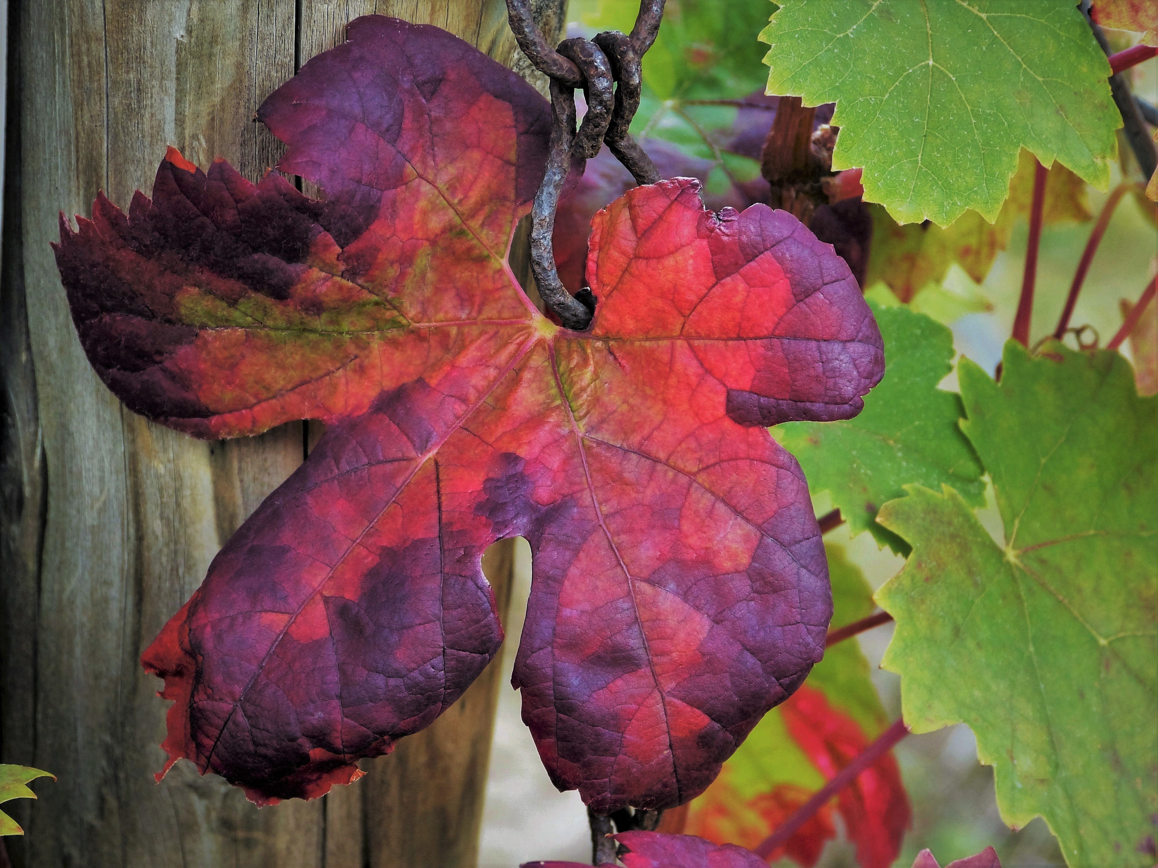 Herbstliches Weinblatt