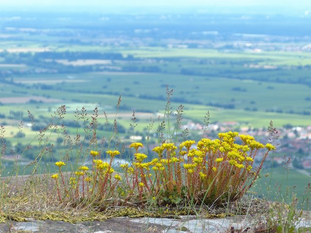 Blick von der Rietburg  | Foto: Maike Müller  
