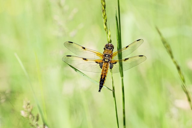 Eine Vierfleck-Libelle. Fotografiert auf einer Wiese bei Römerberg/Mechtersheim. | Foto: Beate Wurster