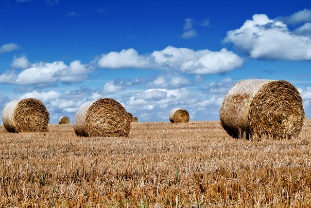 Heuballen. Aufgenommen bei Römerberg/Mechtersheim | Foto: Beate Wurster