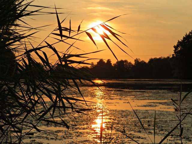 Sonnenuntergang am Niederwiesenweiher | Foto: Brigitte Melder