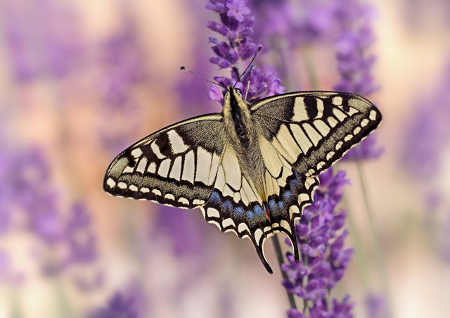 Schwalbenschwanz. Den seltenen Besucher fotografierte ich in meinem Garten in Leimersheim. | Foto: Beate Wurster