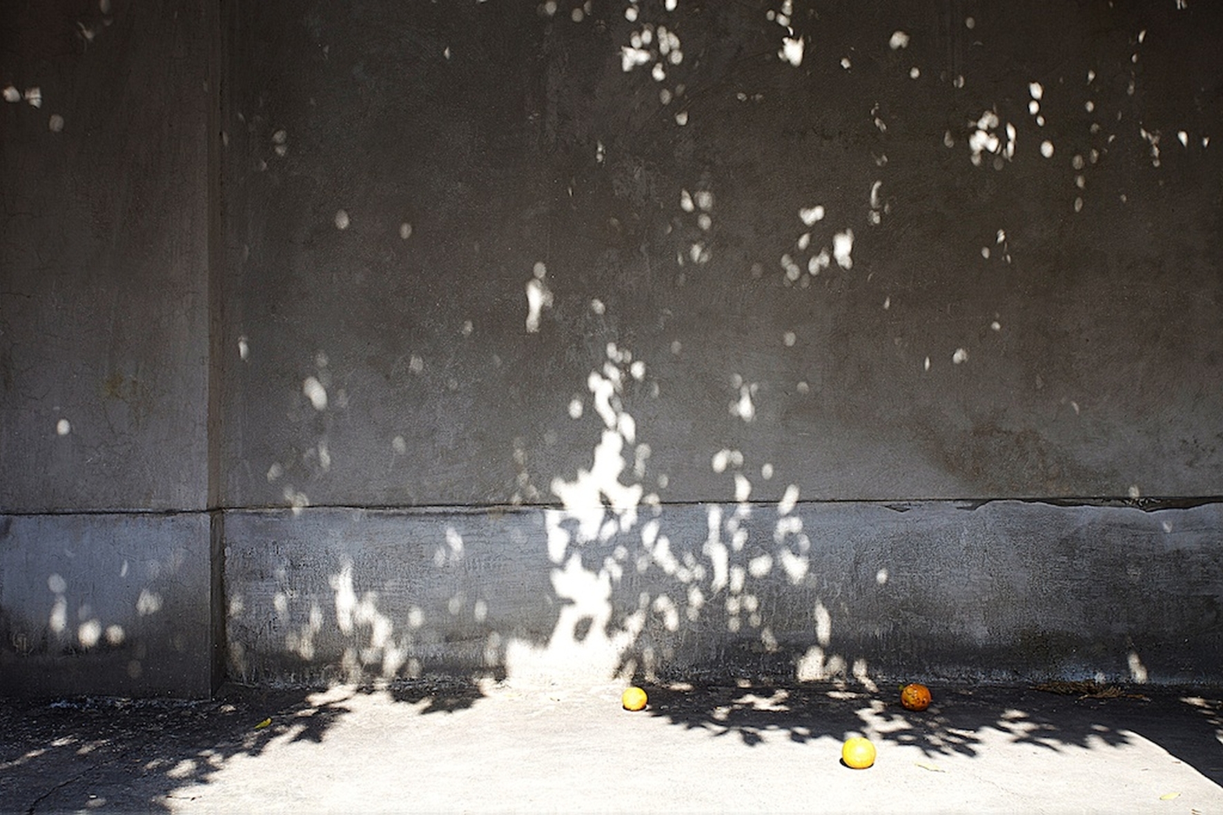 Anlass zum Träumen: Abbas Kiarostamis Wall #2, 2009/10 Foto: Courtesy Galerie de France, Paris © Nachlass Kiarostami
