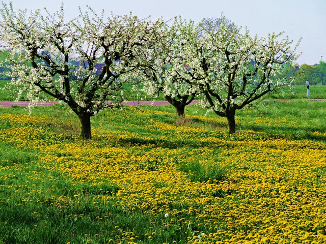 Frühlingserwachen bei Meckenheim | Foto: Brigitte Melder