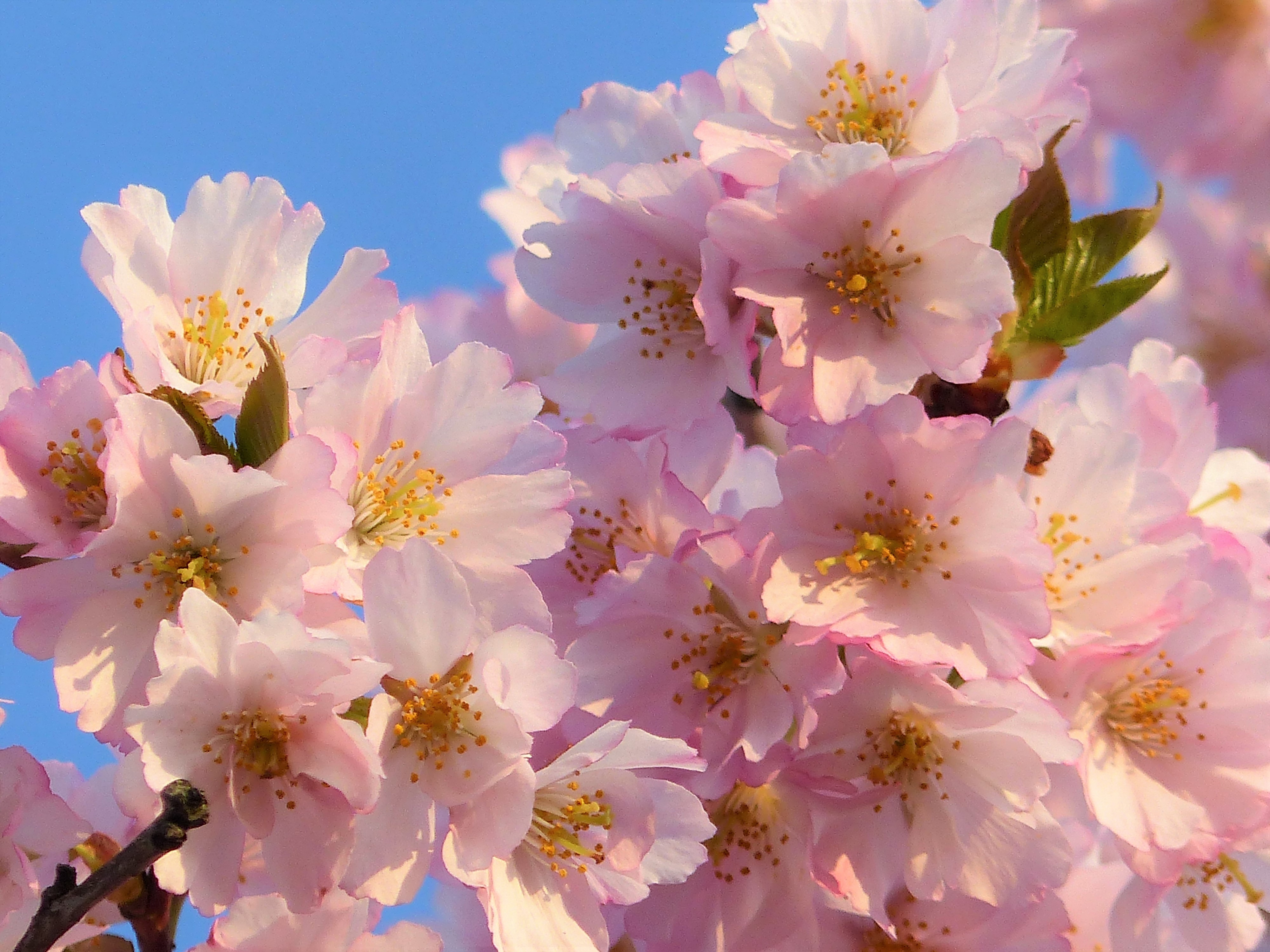 Mandelblüten in Steinweiler