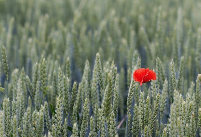 Ein Mohn im Kornfeld. Aufgenommen bei Römerberg/Mechtersheim. | Foto: Beate Wurster