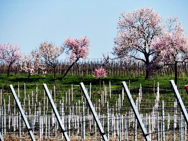 Gimmeldinger Mandelblüte | Foto: Brigitte Melder