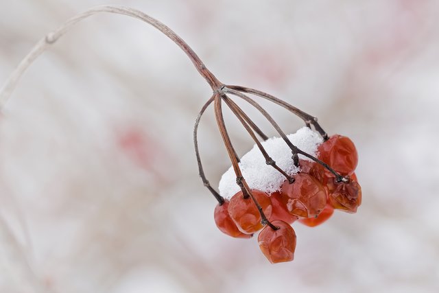 Beeren mit Schneehäubchen. Fotografierte ich am Straßenrand bei Harthausen. | Foto: Beate Wurster