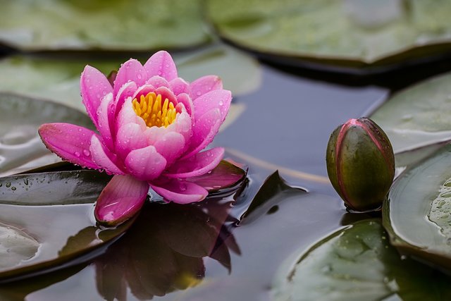 Seerose. Aufgenommen bei mir im Garten in Leimersheim. | Foto: Beate Wurster