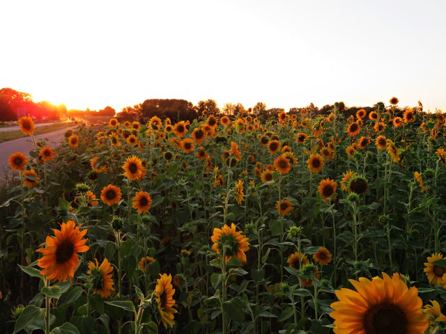 Sonnenblumen vor untergehender Sonne bei Schifferstadt | Foto: Brigitte Melder