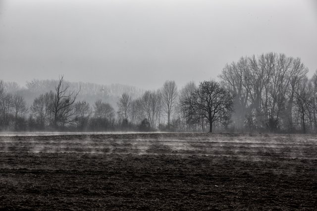Ein dampfender Acker. Hinter den Bäumen befindet sich der Fischmal von Leimersheim. | Foto: Beate Wurster