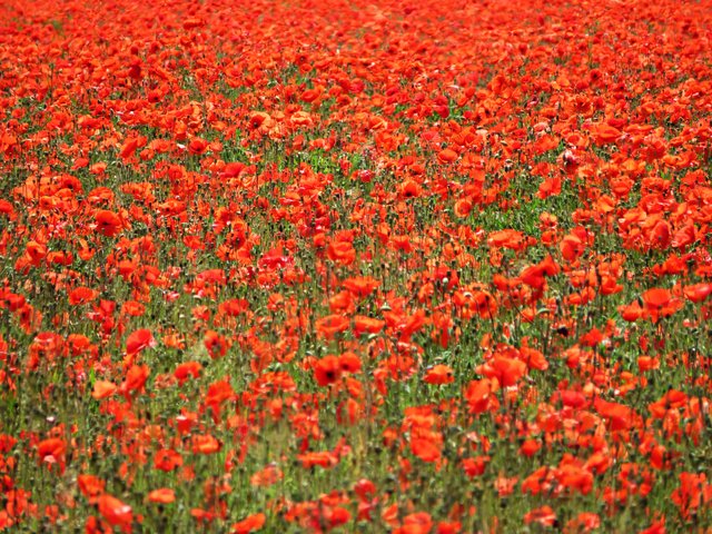 Alles so schön Rot hier - Mohnblumenfeld | Foto: Brigitte Melder