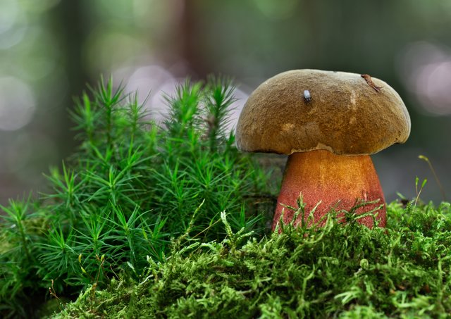 Den schmackhaften Flockenstieligen Hexenröhrling fand ich im Dudenhöfer Wald. | Foto: Beate Wurster