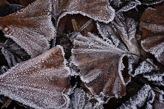 Blätter mit Frost. Fotografiert am Altrhein bei Speyer. | Foto: Beate Wurster