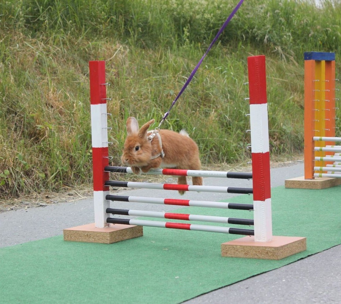 Beim Kanin-Hopp springt ein Kaninchen, ganz ohne Zwang, über Hindernisse die auf einem Parcour oder auf einer Geraden aufgebaut sind.