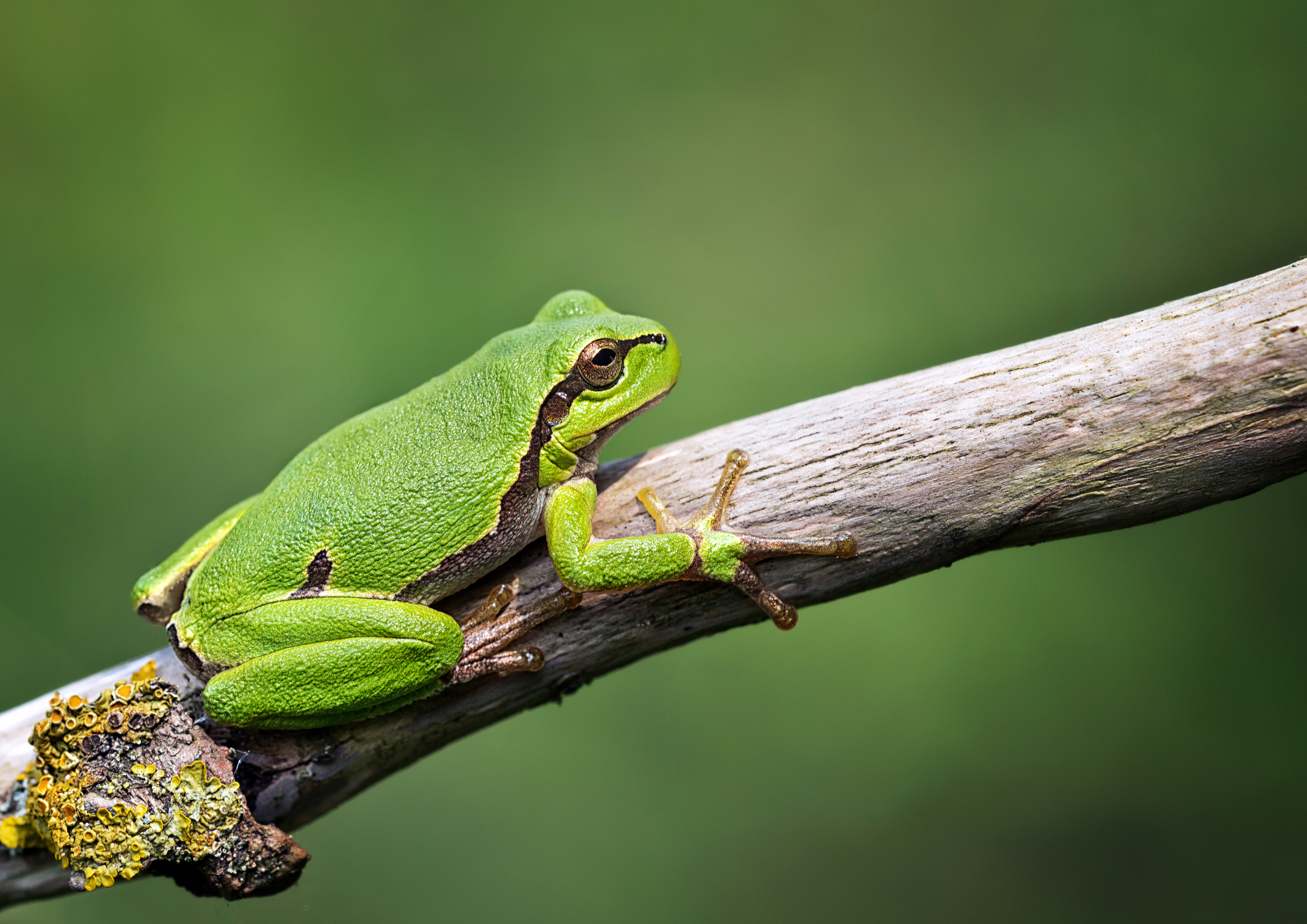 Der selten gewordene Laubfrosch. Fotografiert am Rheindamm bei Römerberg/Mechtersheim