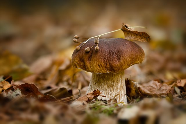 Ein leckerer Steinpilz. Aufgenommen im Dudenhöfer Wald. | Foto: Beate Wurster