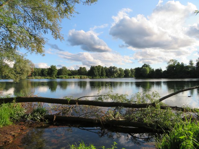 Ruhig liegt der See - Niederwiesenweiher | Foto: Brigitte Melder