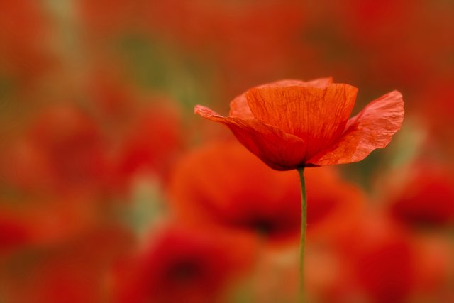 Roter Mohn. Aufgenommen zwischen Römerberg und Harthausen. | Foto: Beate Wurster