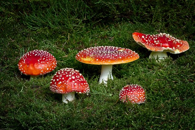 Diese wunderschöne Fliegenpilz-Familie fand ich im Dudenhöfer Wald. | Foto: Beate Wurster