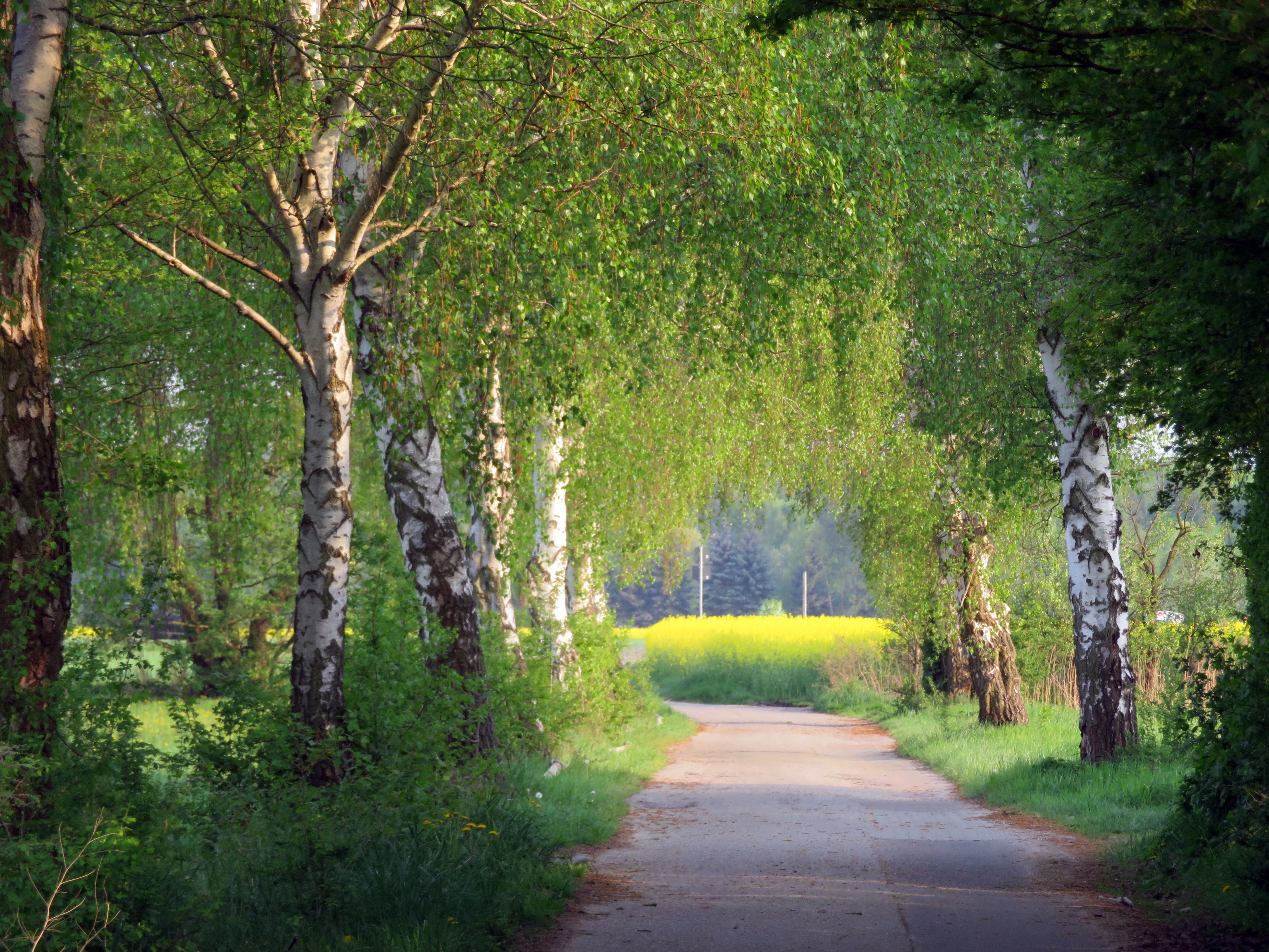 Der Weg zum Hilbenhof vor Böhl-Iggelheim - Raps zwischen Birken