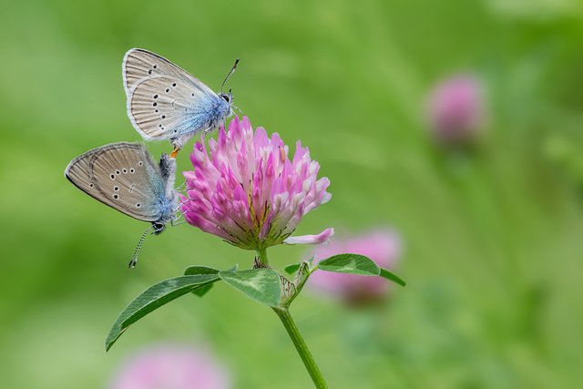 Rotklee-Bläulinge bei der Paarung. Fotografiert auf einer Wiese bei Römerberg/Mechtersheim. | Foto: Beate Wurster