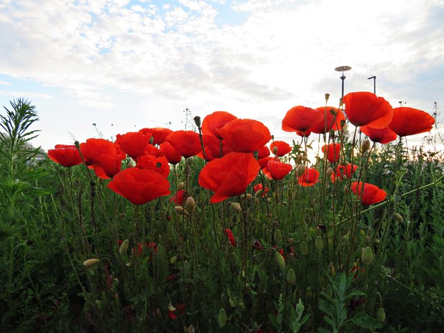 Mohnblumen unter Schäfchenwolken | Foto: Brigitte Melder
