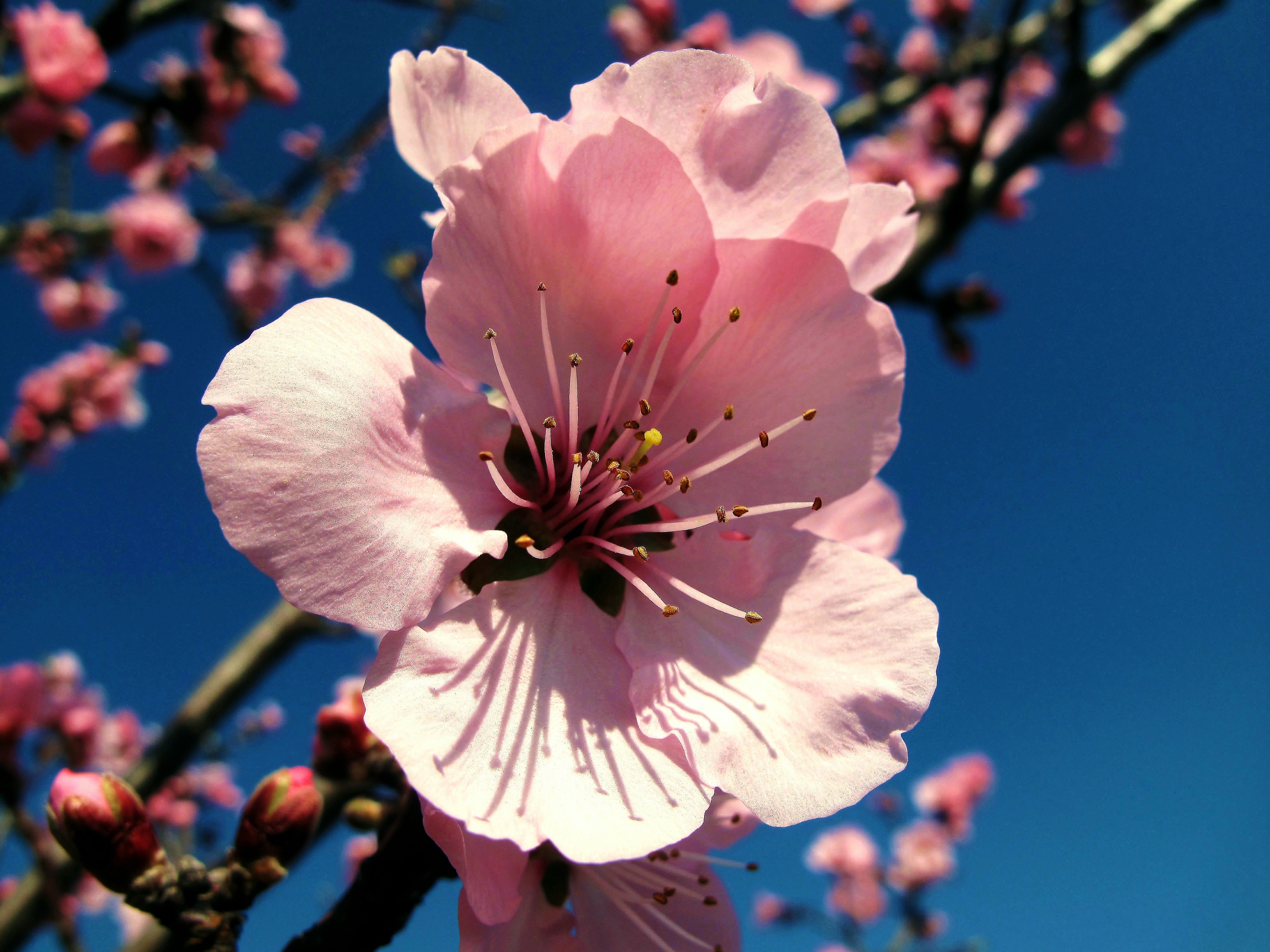Mandelblüte in Gimmeldingen