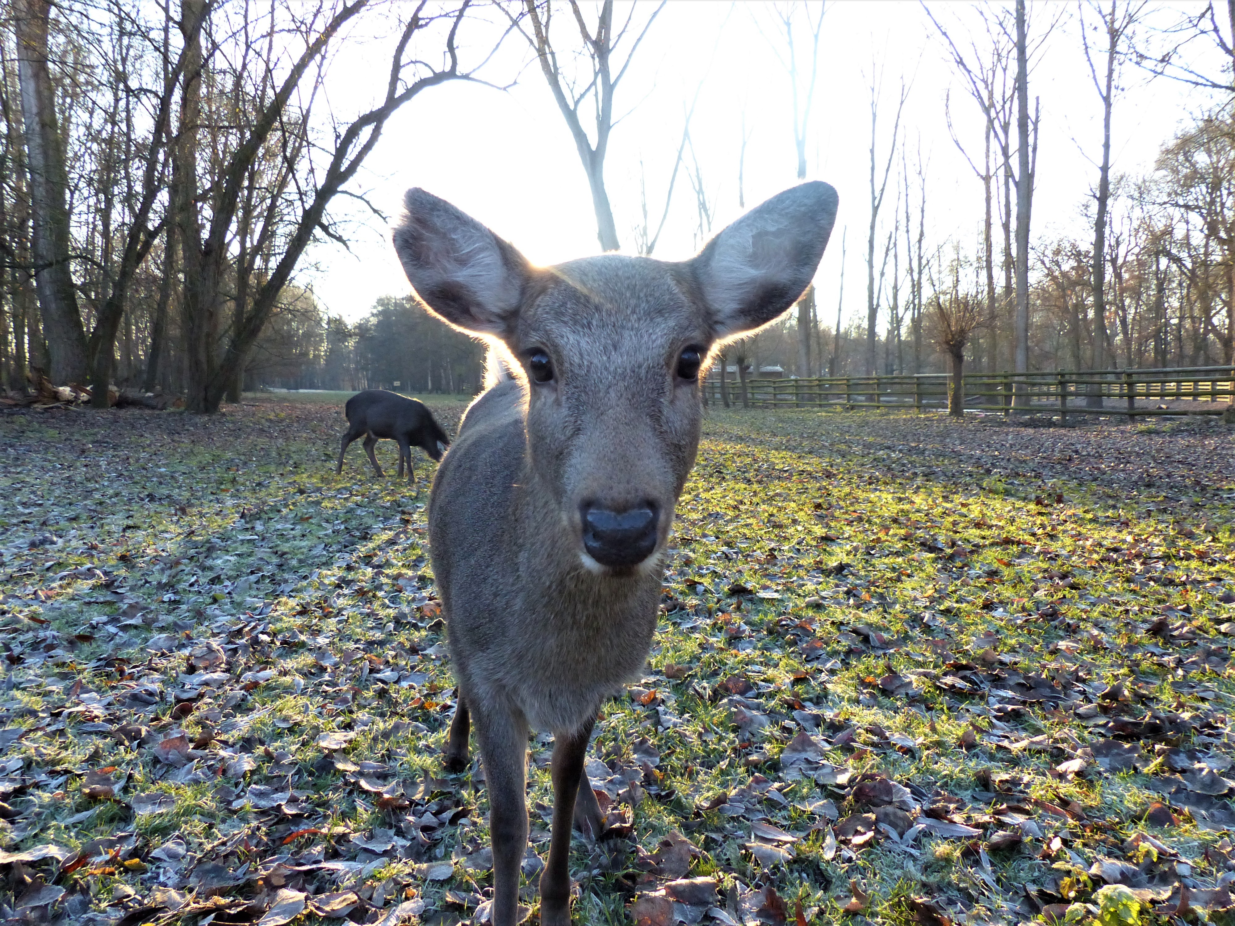 Winter im Wildpark Rheingönheim