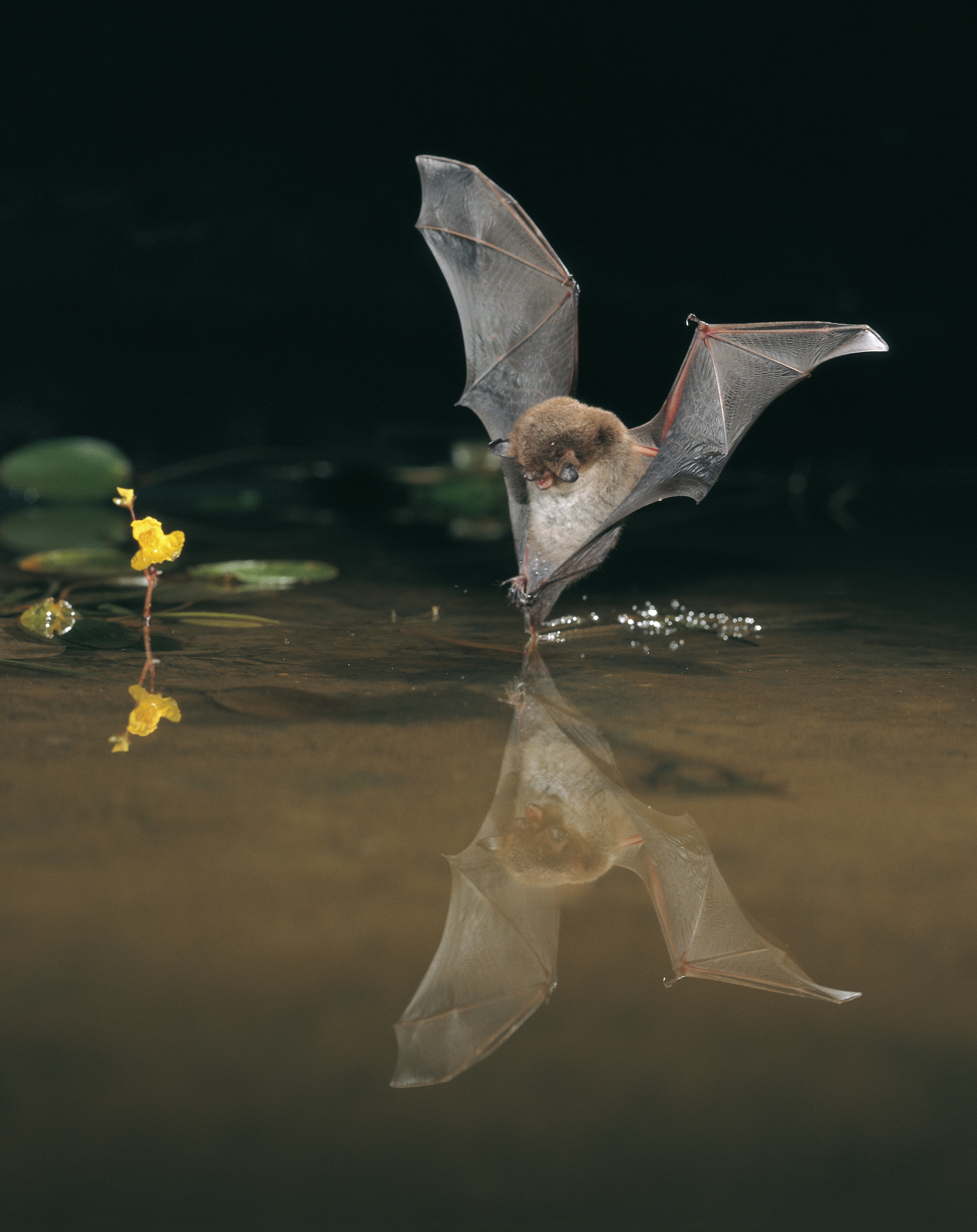 Eine Wasserfledermaus auf Beutefang.
