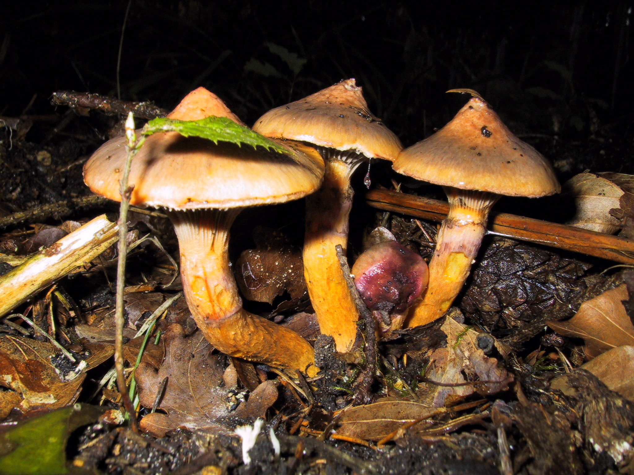 Der kupferrote Gelbfuss und andere Pilze warten auf die Sammler.