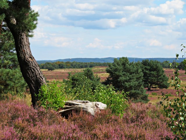 Mehlinger Heide in voller Blüte | Foto: Brigitte Melder
