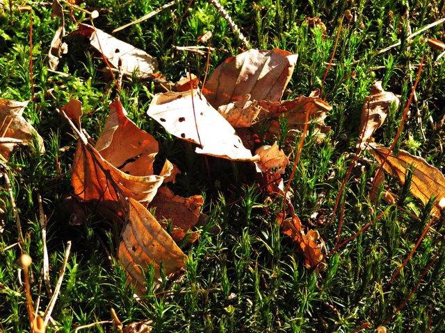 Herbstvorboten im Stillen Tal | Foto: Brigitte Melder