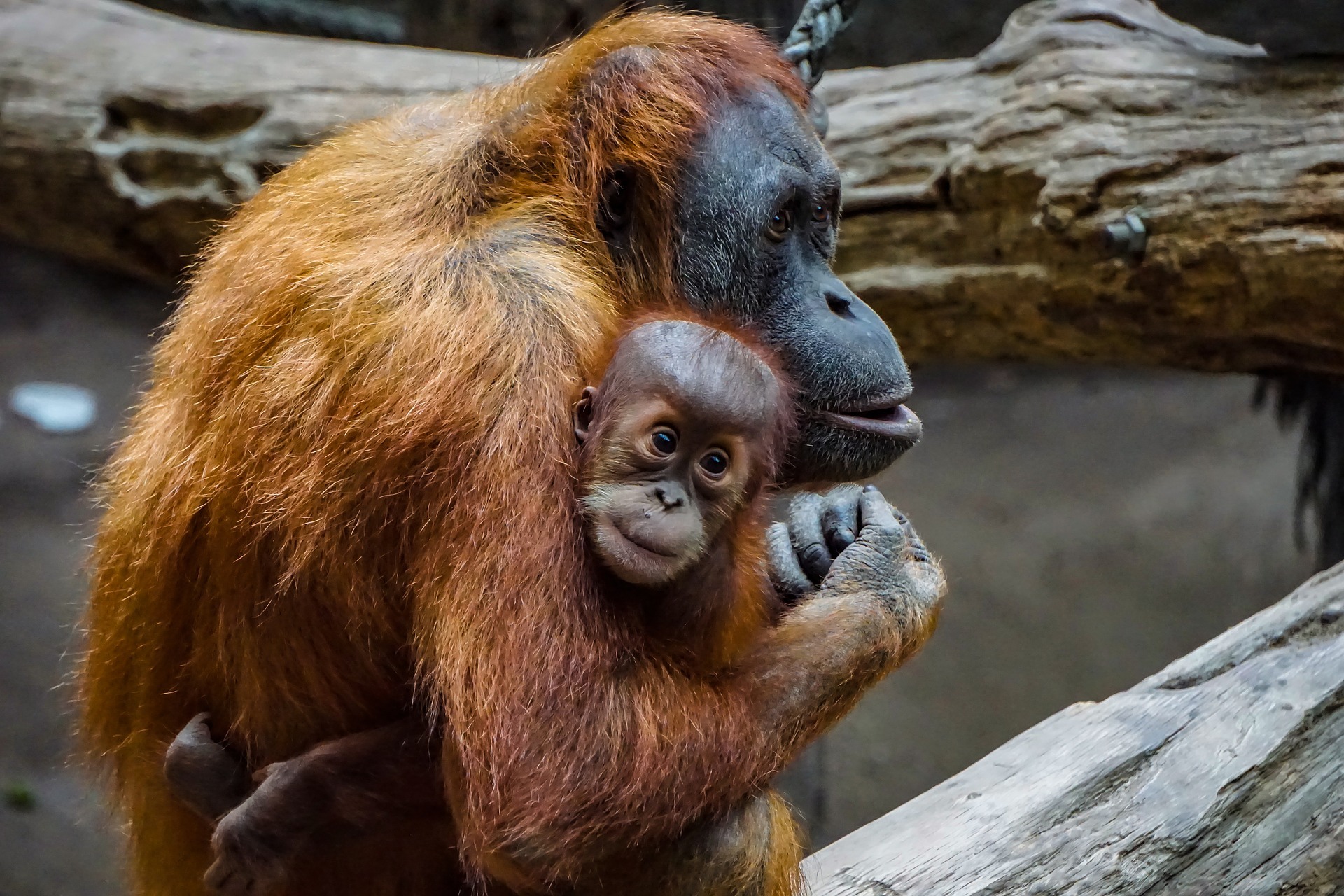 Auf Sumatra haben Orang-Utans ihren Lebensraum bis auf wenige Restflächen verloren. An der Entwaldung der indonesischen Inseln hat die Papierindustrie einen wesentlichen Anteil.