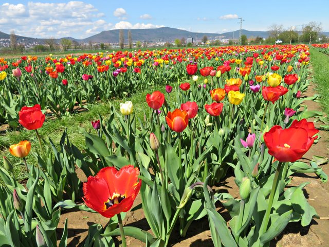 Tulpenfeld vor Neustadt/Weinstraße | Foto: Brigitte Melder