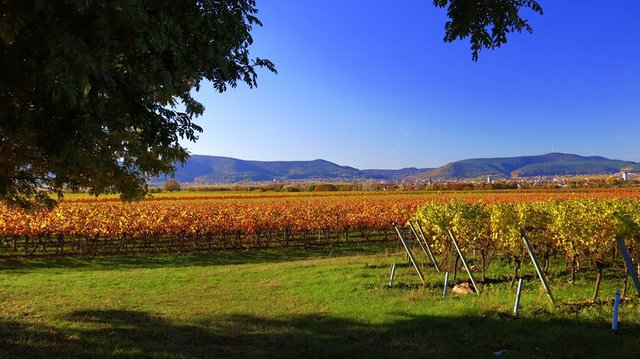 Blick auf Neustadt und die Haardt