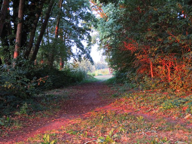 Tiefe Sonne zaubert besondere Farbe am Niederwiesenweiher | Foto: Brigitte Melder