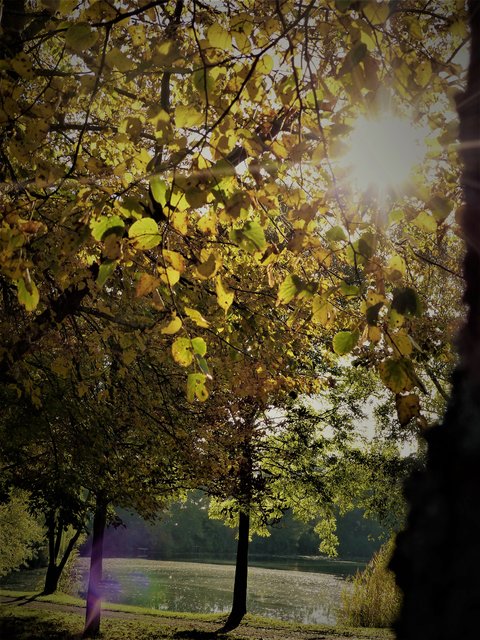 Herbstsonne am Bahnweiher, Schifferstadt