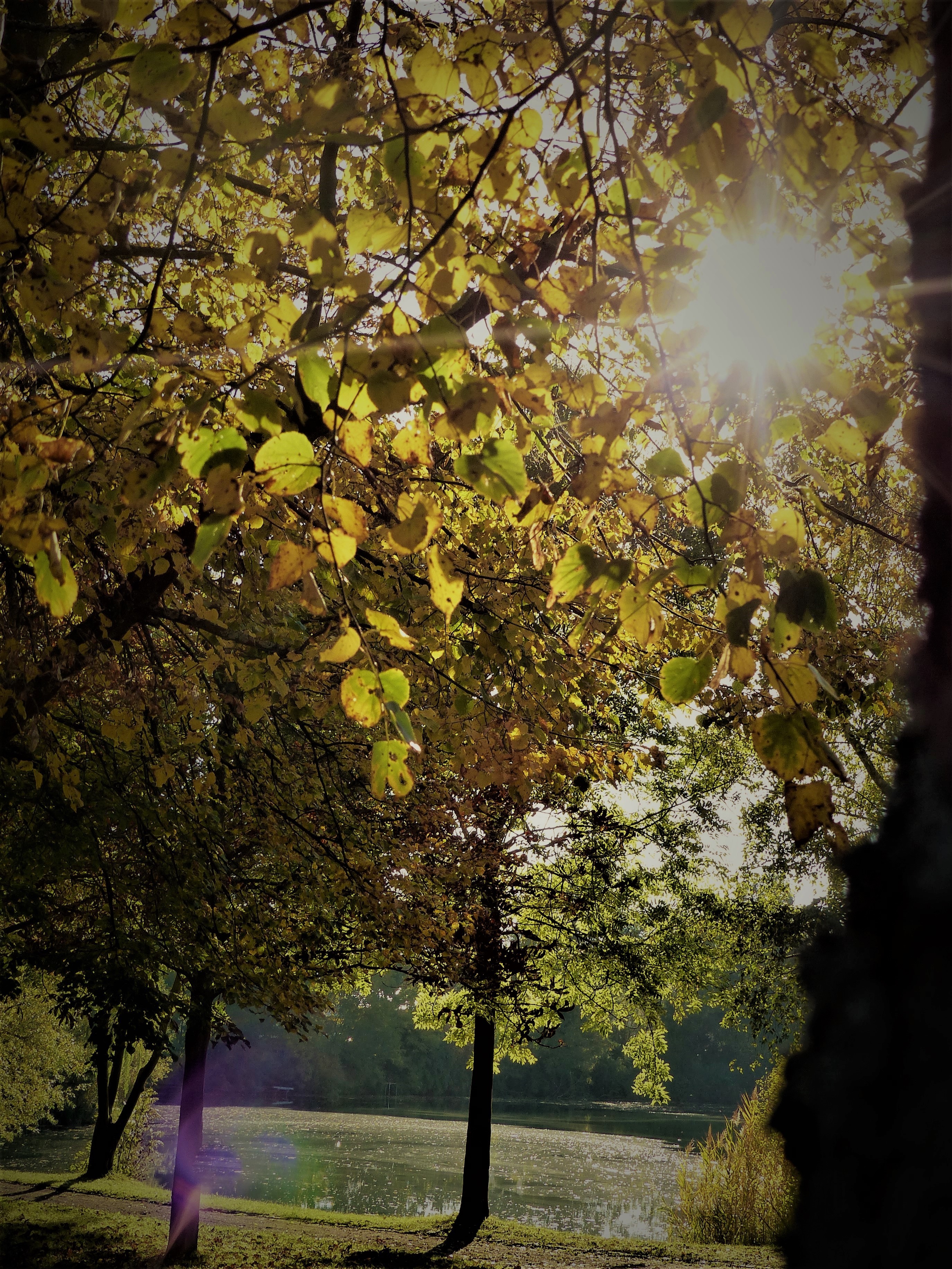 Herbstsonne am Bahnweiher, Schifferstadt