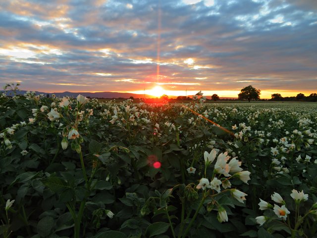 Kartoffelblüten vor untergehender Sonne | Foto: Brigitte Melder