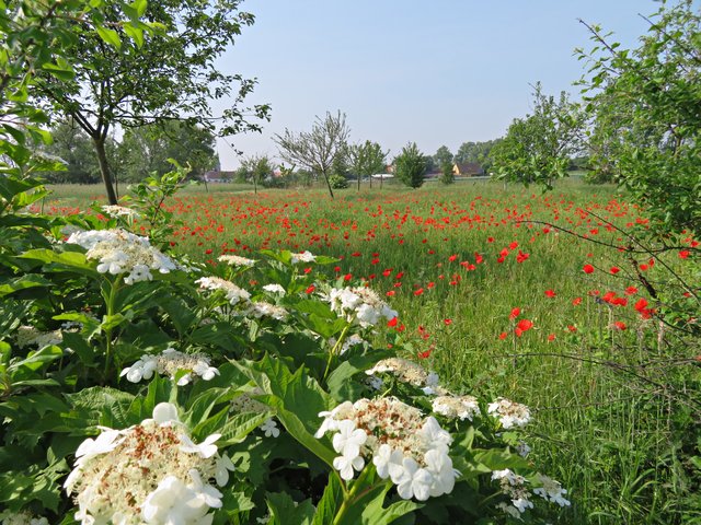 Mohnblumenfeld bei Geinsheim | Foto: Brigitte Melder