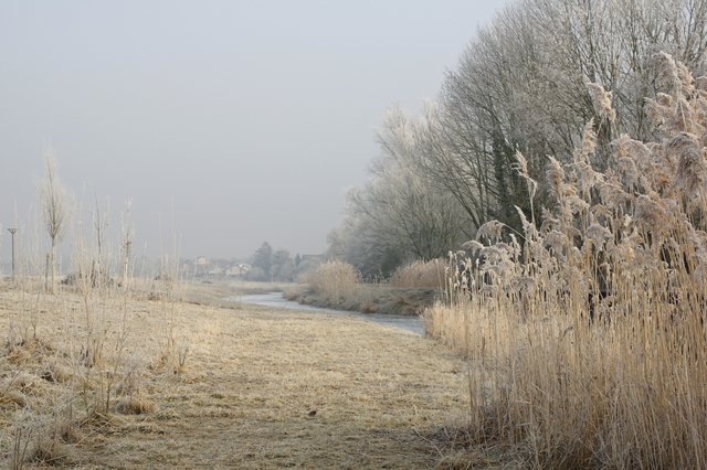 Winter, Altrhein bei Edigheim | Foto: Ilona Schäfer