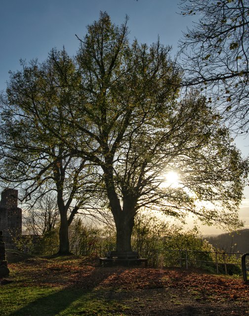 Burg Falkenstein 