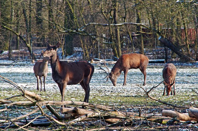 Wildpark Ludwigshafen | Foto: Ilona Schäfer
