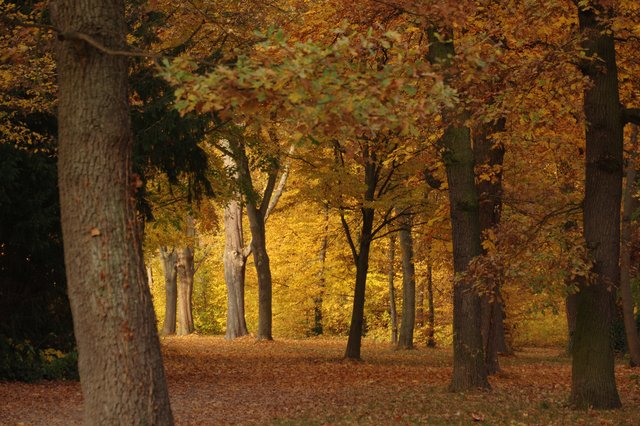Parkinsel im Herbst | Foto: Ilona Schäfer